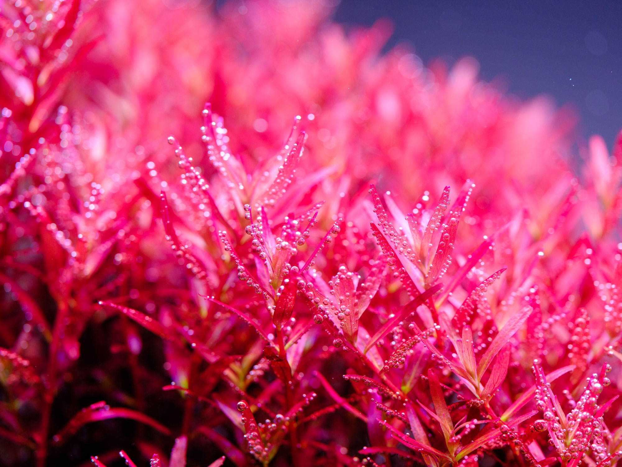 Twinstar WRGB aquarium LED light enhancing red aquatic plants with vivid colors and photosynthesis bubbles