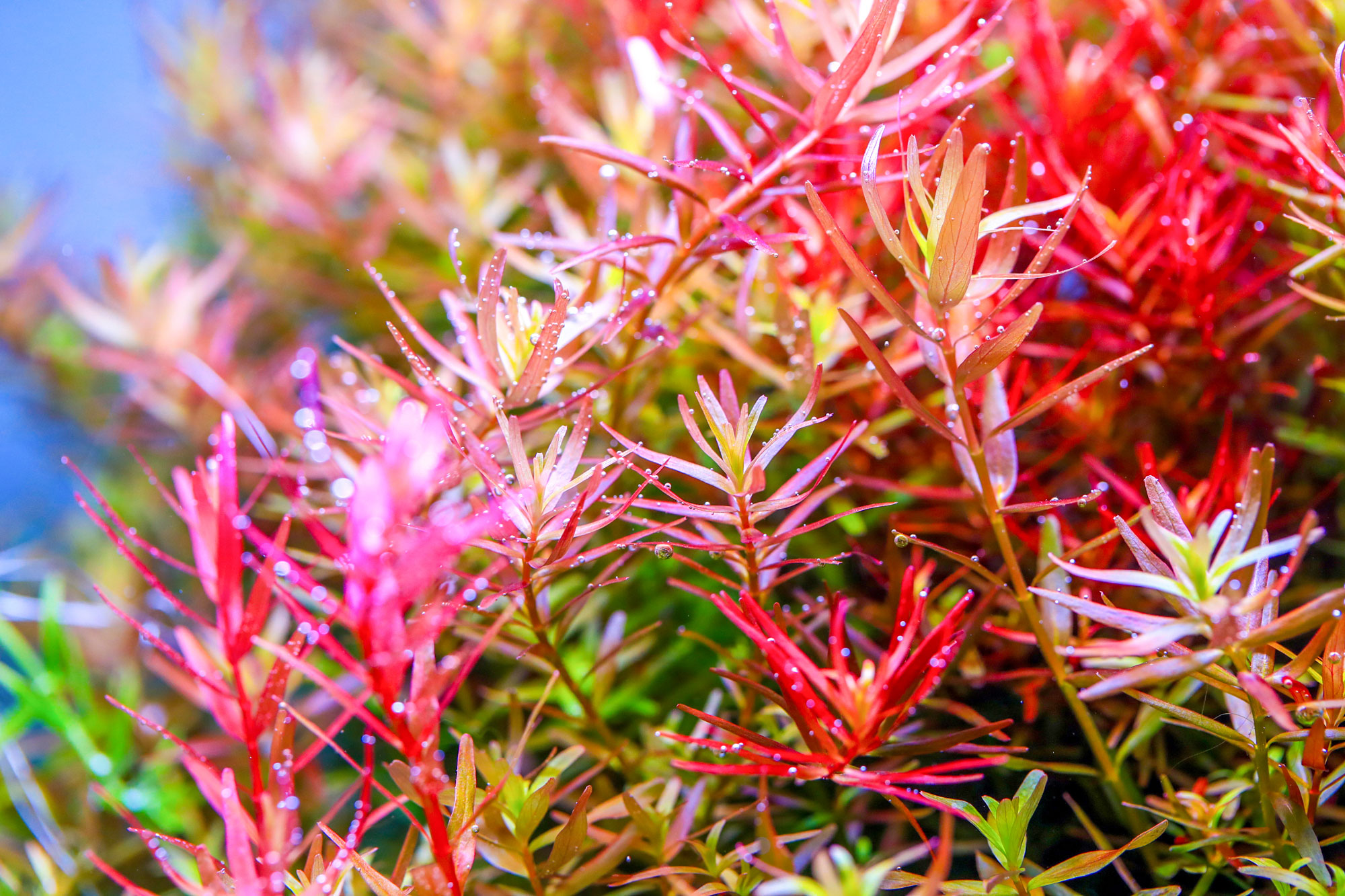 Healthy aquatic plant growth under Twinstar Advanced Spectrum V3.0 – vivid red and green colors in planted aquarium