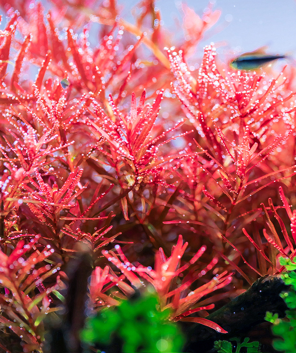Aquascaping tank with vivid red aquatic plants thriving under aquarium LED lighting