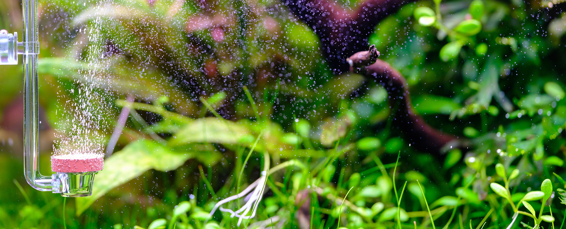 Twinstar CO2 diffuser in action – micro bubble diffusion for healthy aquatic plant growth in aquascaping tank