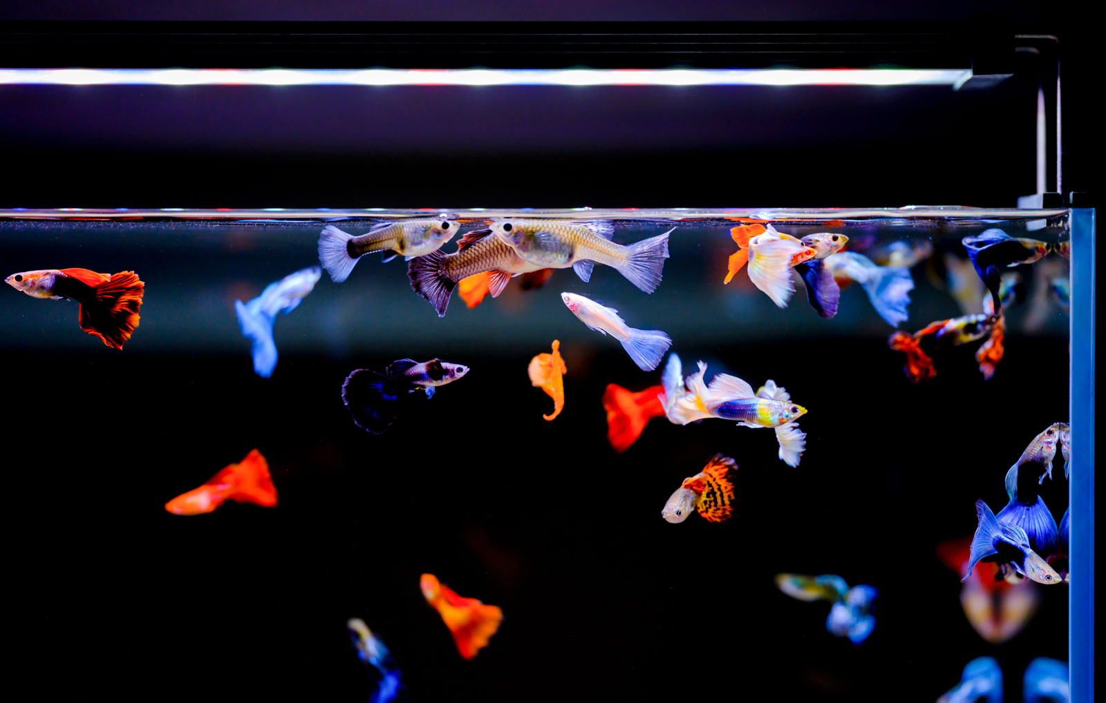 Twinstar B Line WRGB aquarium LED lighting – enhancing vibrant colors of tropical fish in planted tanks