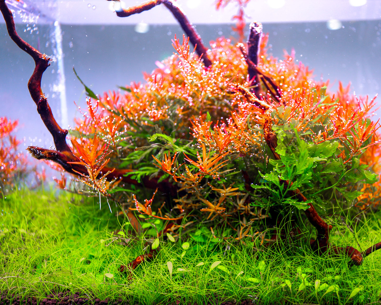 Twinstar B Line WRGB aquarium LED light – entry-level lighting showcasing healthy red and green aquatic plants