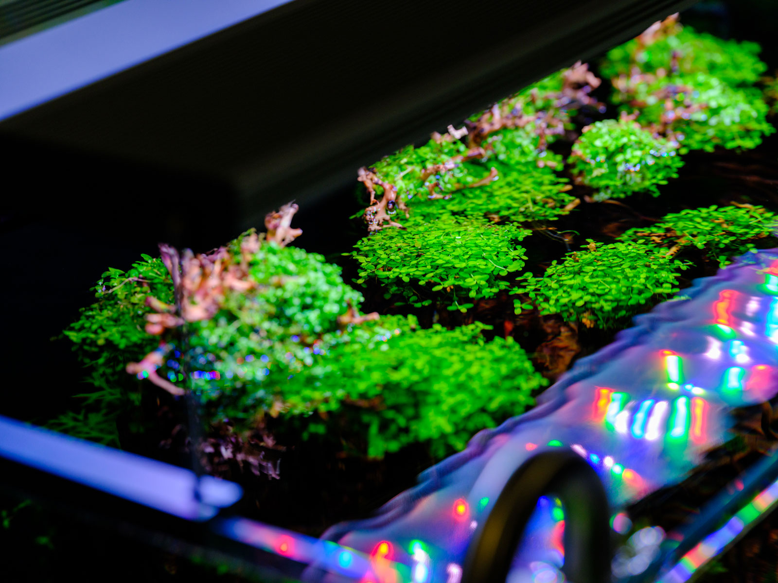 Twinstar WRGB aquarium LED lighting – vivid green and red aquatic plants with tropical fish in aquascaping tanks