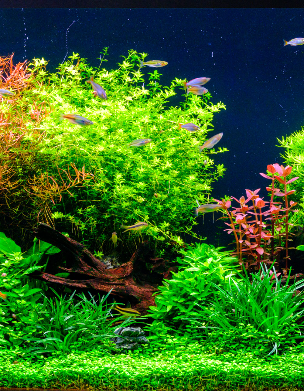 Twinstar WRGB aquarium LED lighting – vivid green and red aquatic plants with tropical fish in aquascaping tanks
