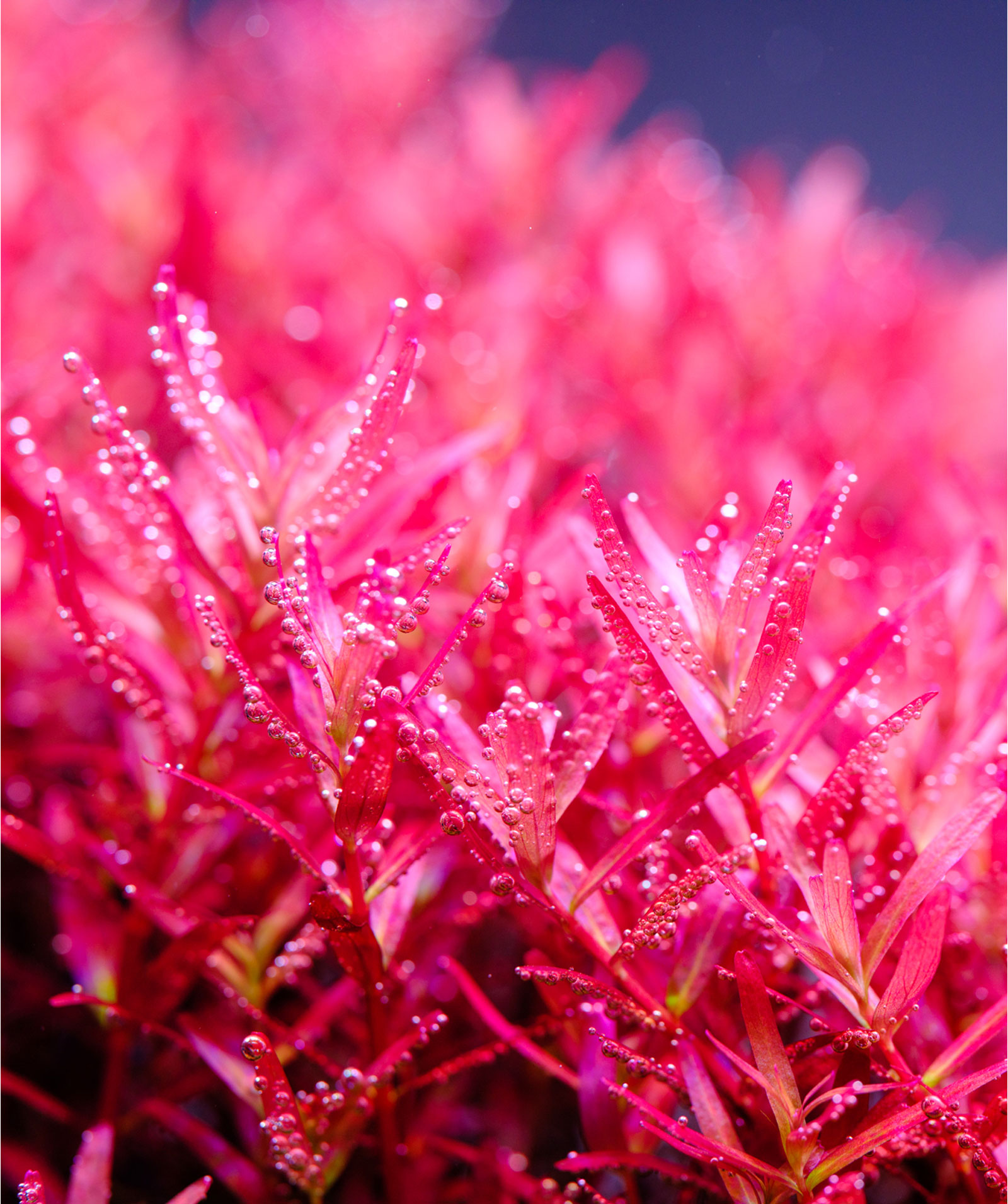 Twinstar E Line WRGB aquarium LED lighting – vivid red aquatic plants with strong growth and photosynthesis bubbles