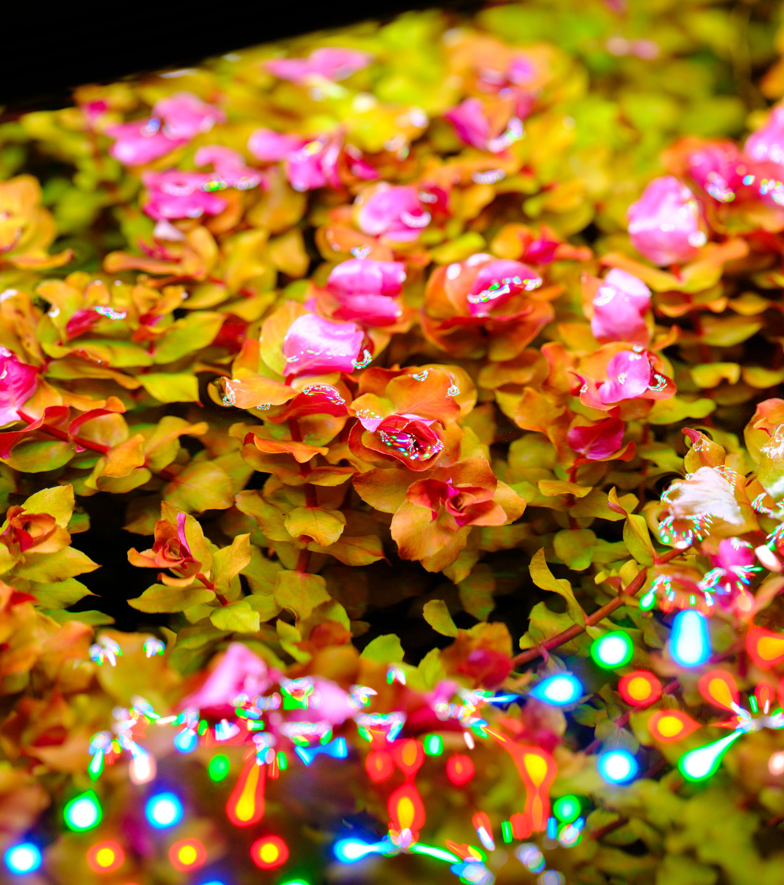 Twinstar S Line WRGB aquarium LED lighting – healthy aquatic plants with vibrant red and green growth