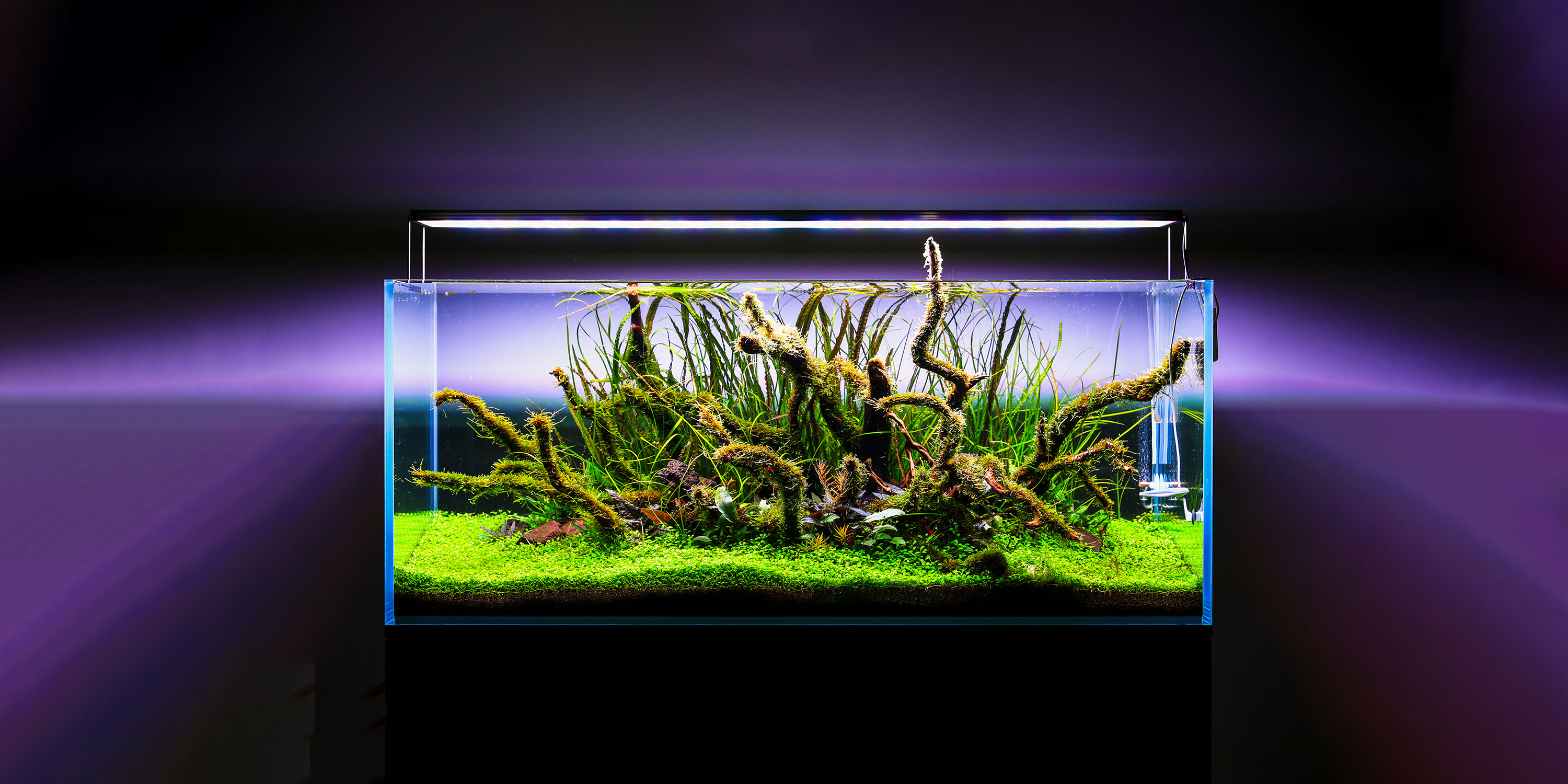 Twinstar S Line 1200 WRGB aquarium LED – large aquascaping tank with healthy aquatic plants and driftwood design