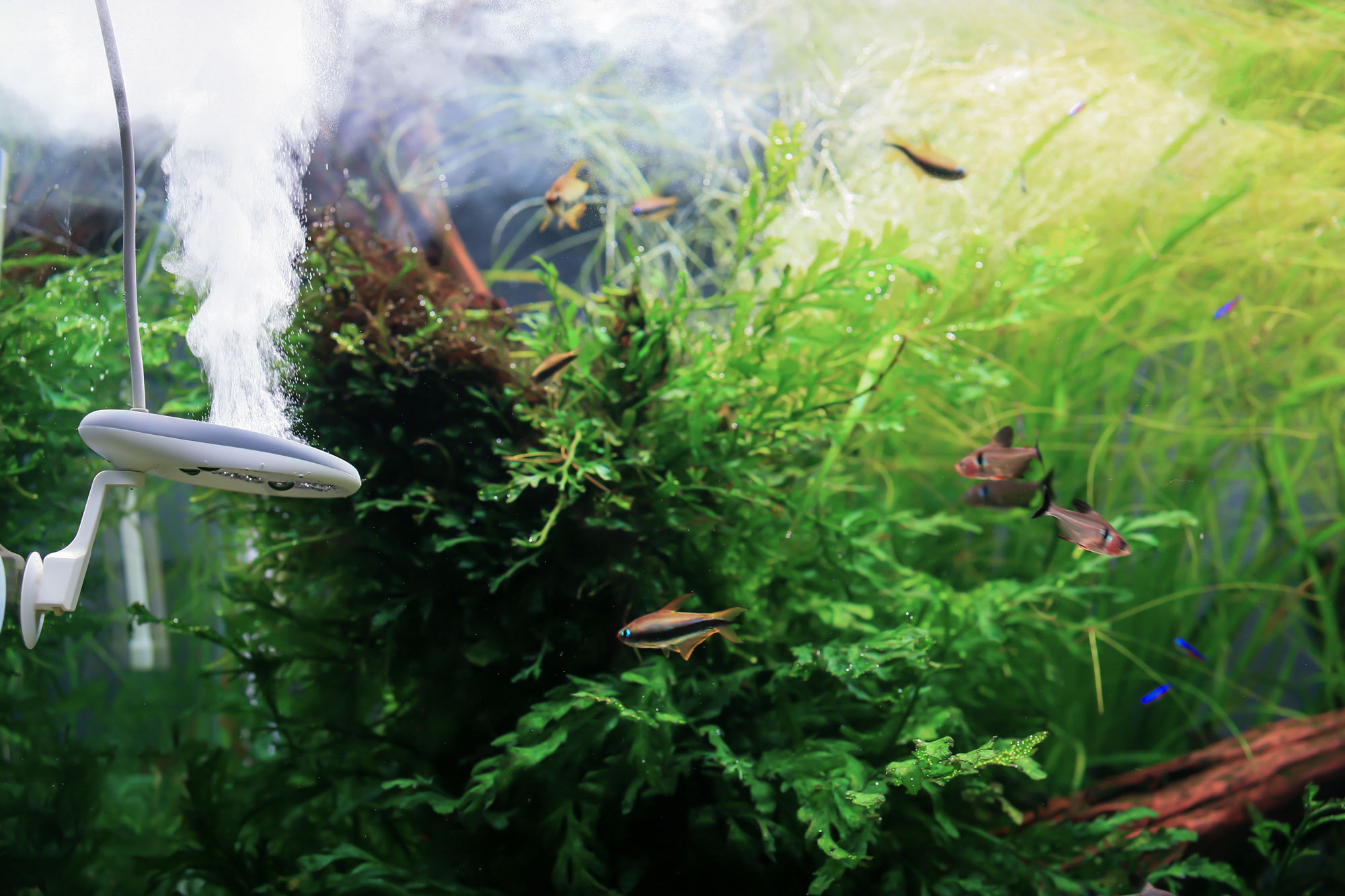 Twinstar Nano aquarium sterilizer in operation – algae prevention and clear water with aquatic plants and tropical fish