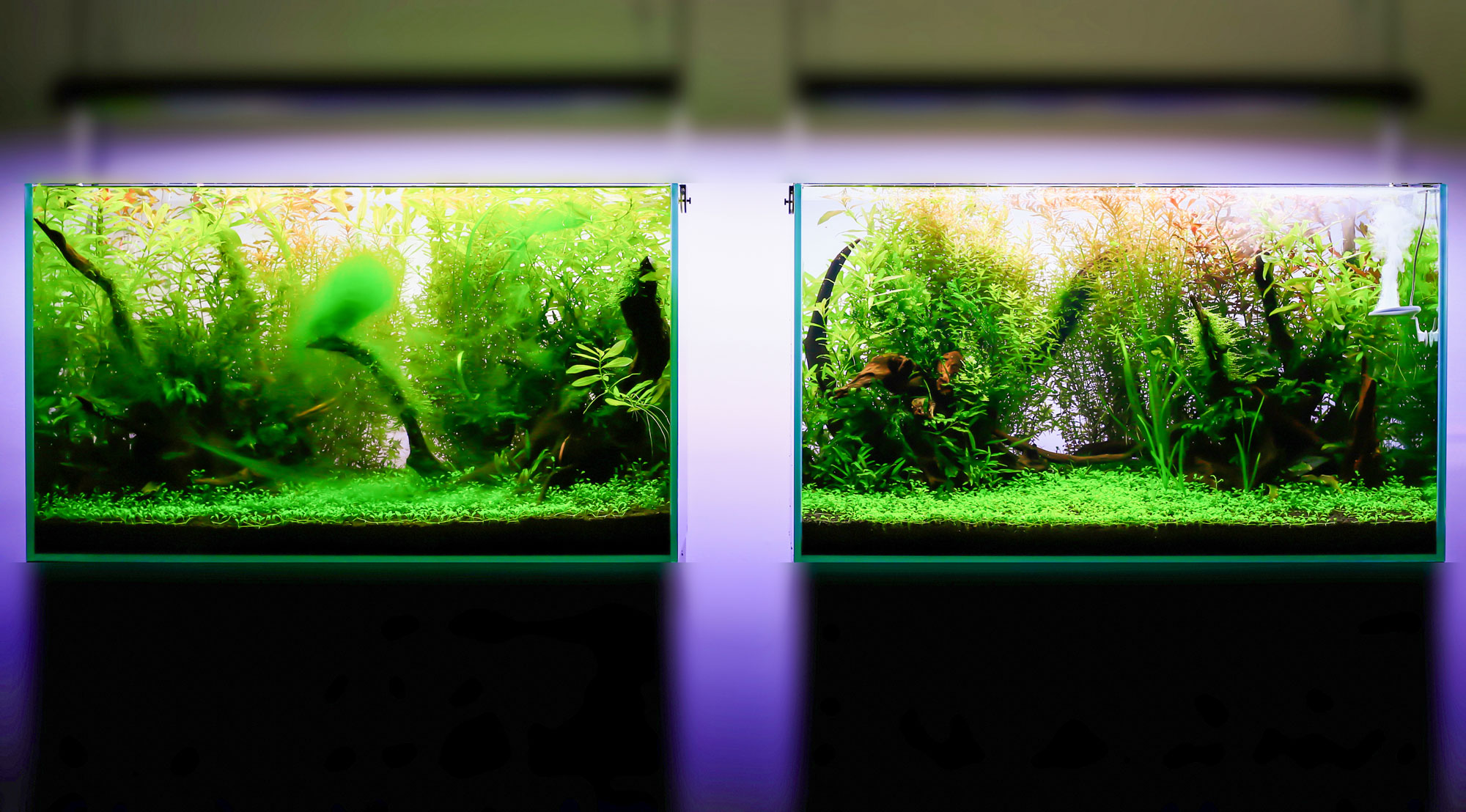 Twinstar aquarium sterilizer performance test – clear water and healthy aquatic plants compared to tank without sterilizer