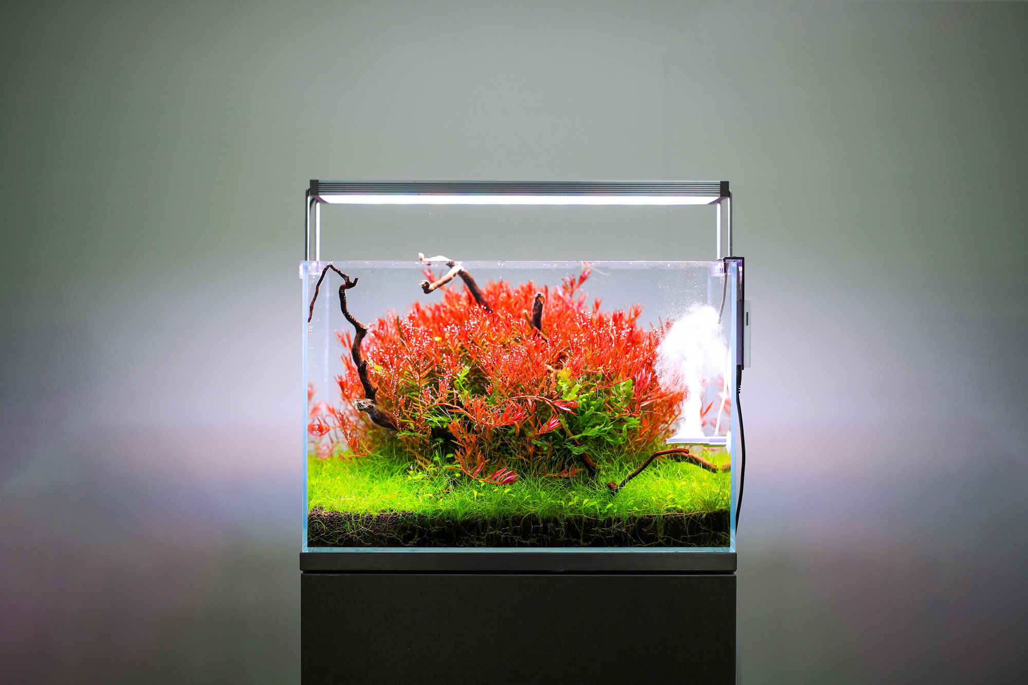 Twinstar Nano aquarium sterilizer in action – preventing algae and ensuring healthy aquatic plant growth