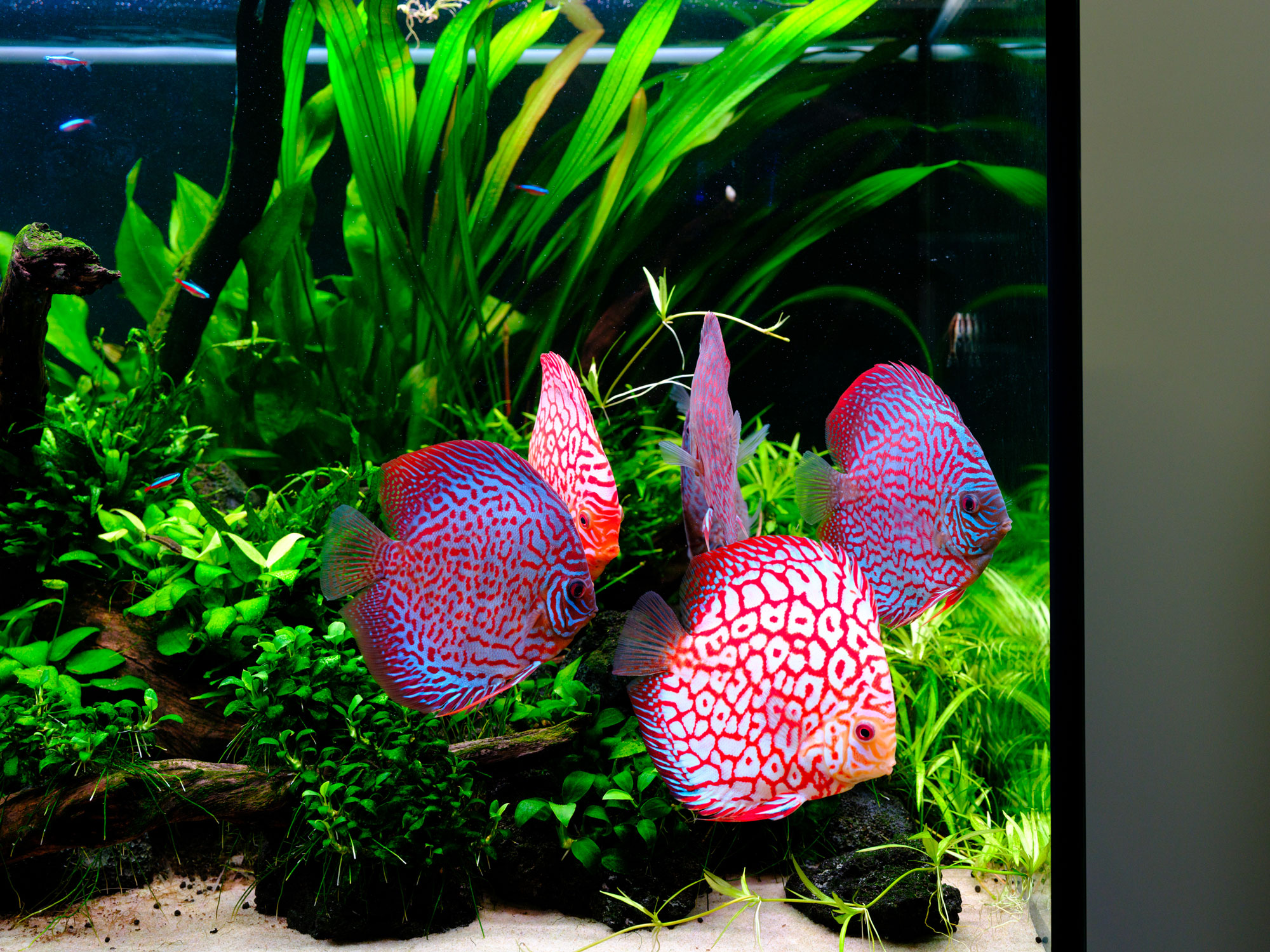Twinstar G Line WRGB aquarium LED lighting – enhancing vibrant colors of discus fish and supporting healthy aquatic plants