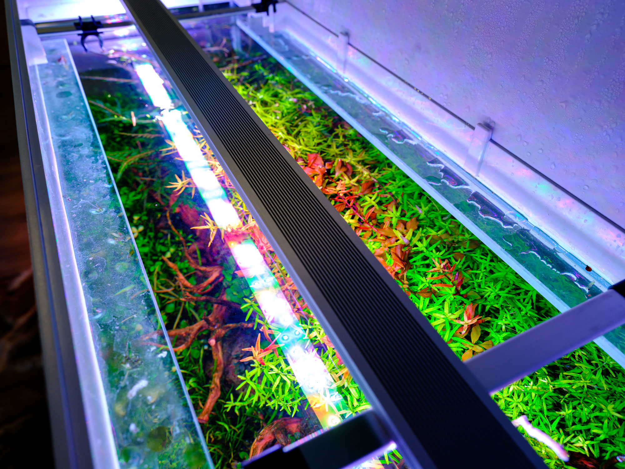 Twinstar G+ Line WRGB aquarium LED lighting installed on planted aquascaping tank with vivid red and green plants